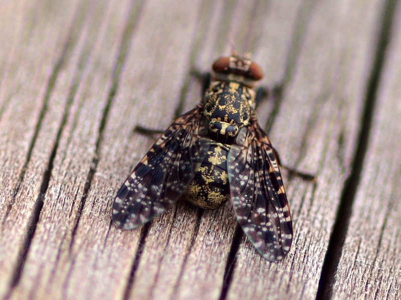 Platystoma